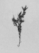 blaaswier (fucus vesiculosus) 9-2014 4082-